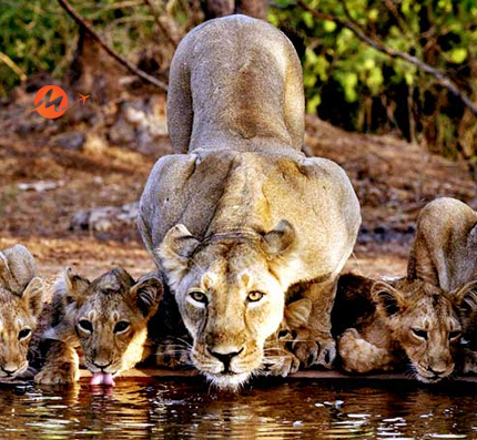 Gir & Runn of Kutch Wildlife Safari Vacations