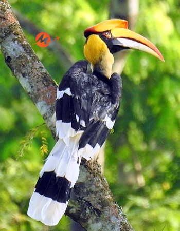 Bird Watching Tour of North East India