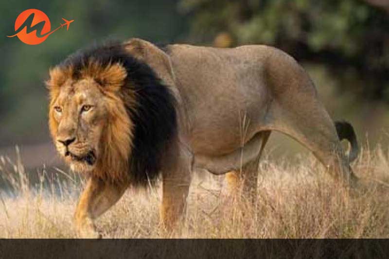 Asiatic Lions