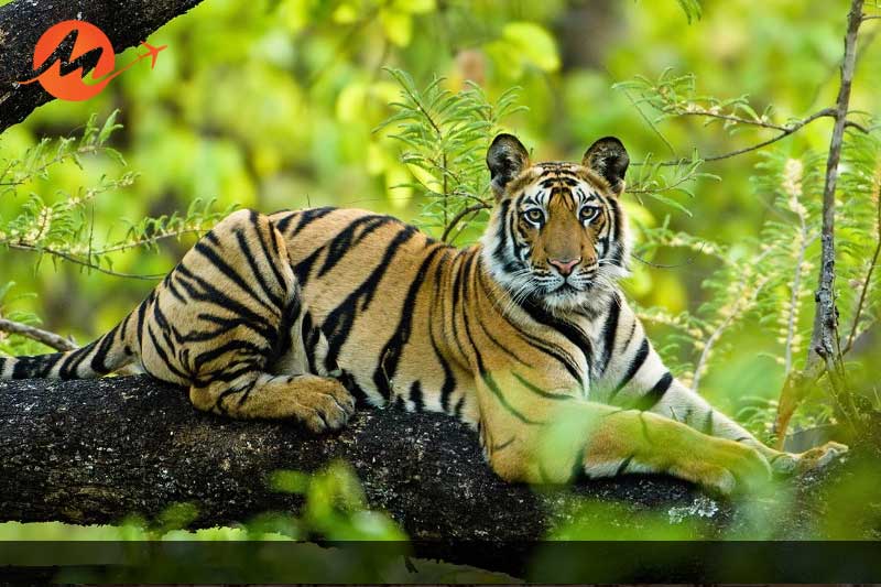 Bandhavgarh National Park