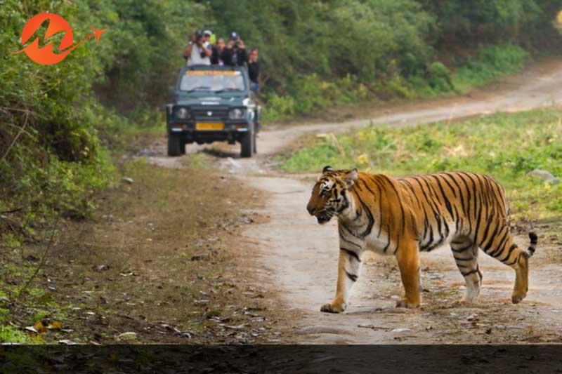 Jim Corbett National Park